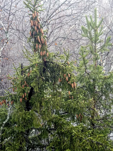 Деревья Растут Трещинах Скал Горах Вид Сверху Таганайский Национальный Природный — стоковое фото