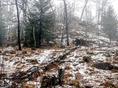 Semibratka Turizm Kompleksi, Taganay Ulusal Doğa Parkı, Zlatoust, Rusya 'da yağmurlu ve sisli sonbahar havasında devrilmiş bir ağaç.