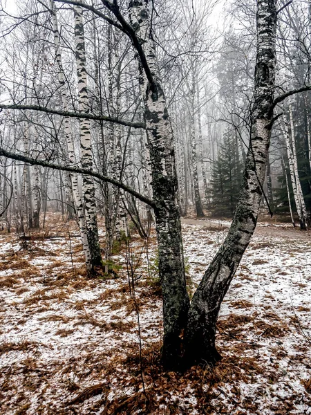 Fák Esős Ködös Őszi Időben Semibratka Turisztikai Komplexum Ökológiai Nyomvonalán — Stock Fotó