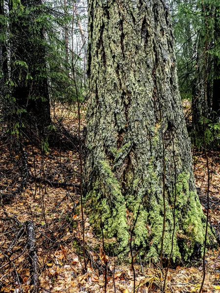 Tronc Épais Vieux Pin Dans Forêt Envahi Mousse Lichen Oural — Photo