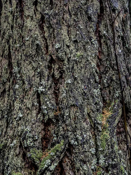 Egy Öreg Fenyőfa Kérgének Durva Textúrája Repedésekkel Törésekkel Borítva — Stock Fotó