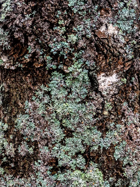 Lichen Nom Latin Hypogymnia Physodes Pousse Sur Tronc Bouleau Sud — Photo