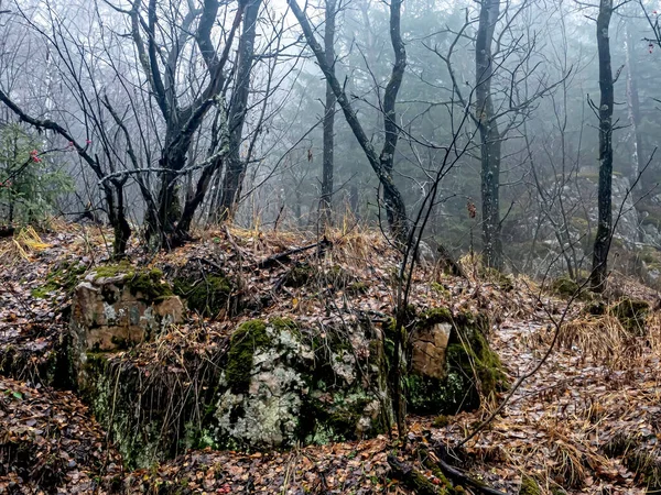 바위의 갈라진 틈에서 자라는 나무들 러시아 토스트 의타가 — 스톡 사진