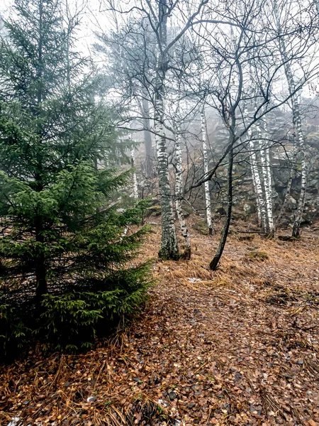 Bomen Regenachtig Mistig Herfstweer Het Ecologische Pad Van Toeristisch Complex — Stockfoto