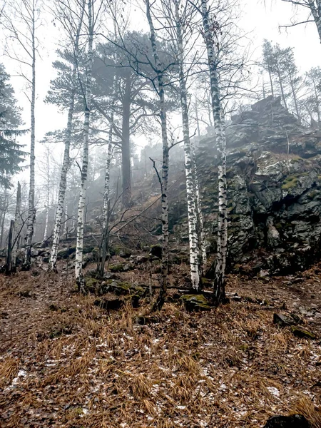 Bomen Regenachtig Mistig Herfstweer Het Ecologische Pad Van Toeristisch Complex — Stockfoto