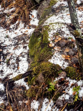 Taşlar sonbahar ormanında yosunla kaplanmış.