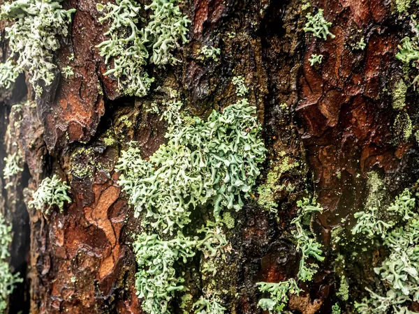 Lichen Nom Latin Hypogymnia Physodes Pousse Sur Tronc Pin Sud — Photo