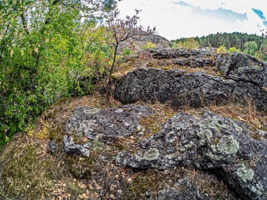 Sonbaharda Miass Nehri kıyısında liken ve iğnelerle kaplı gri taşlar, Güney Urallar, Rusya