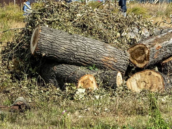 Duża Gruba Tarcica Trawie Zbieranie Drewna Opałowego Zimę Południowe Urale — Zdjęcie stockowe