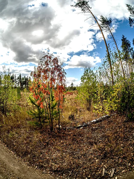 Bosque Pinos Otoño Los Urales Del Sur Pinos Altos Arbustos —  Fotos de Stock