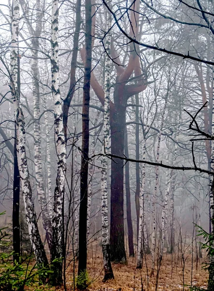 Bomen Regenachtig Mistig Herfstweer Het Ecologische Pad Van Toeristisch Complex — Stockfoto