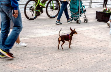 Şehrin yaya bölgesinde küçük bir Chihuahua köpeği tasmayla yürüyor.