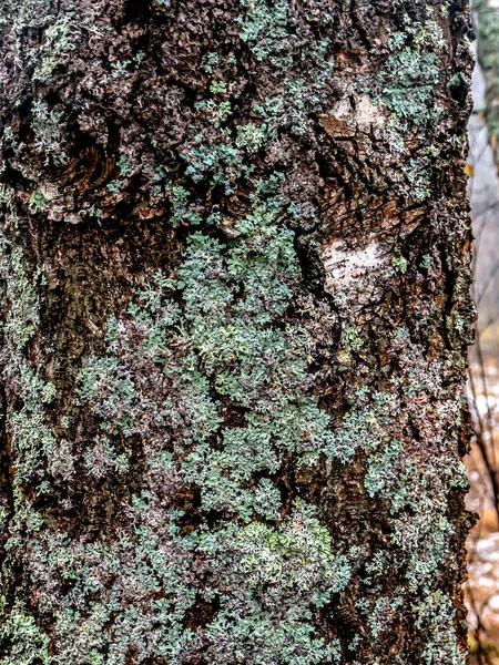 Lichen Latin Name Hypogymnia Physodes Grows Trunk Birch Tree Southern — Stock Photo, Image