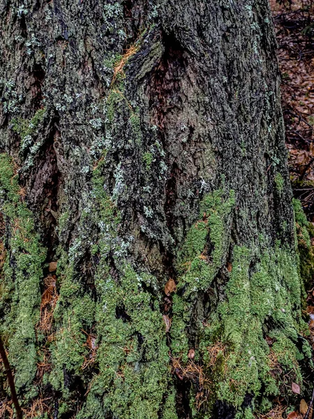 Λειχήνες Λατινικό Όνομα Hypogymnia Physodes Φυτρώνει Στον Κορμό Ενός Πεύκου — Φωτογραφία Αρχείου