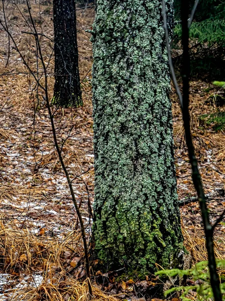 Lichen Recouvrait Complètement Tronc Bouleau — Photo