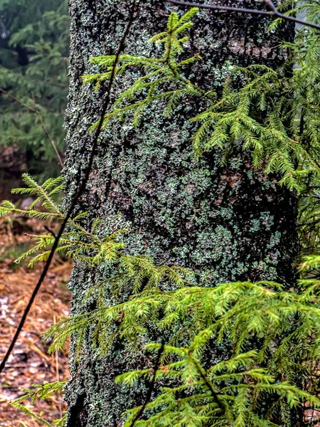 Lichen Recouvrait Complètement Tronc Bouleau — Photo
