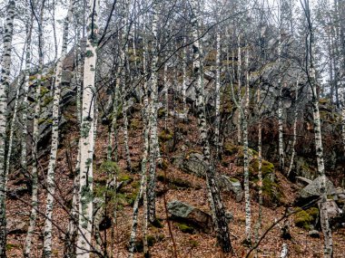 Dağlardaki kaya çatlaklarında ağaçlar yetişir, Taganay Ulusal Doğal Parkı, Zlatoust, Rusya