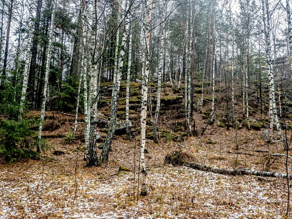 Drzewa Rosną Pęknięciach Skał Górach Narodowy Park Przyrody Taganay Zlatoust — Zdjęcie stockowe