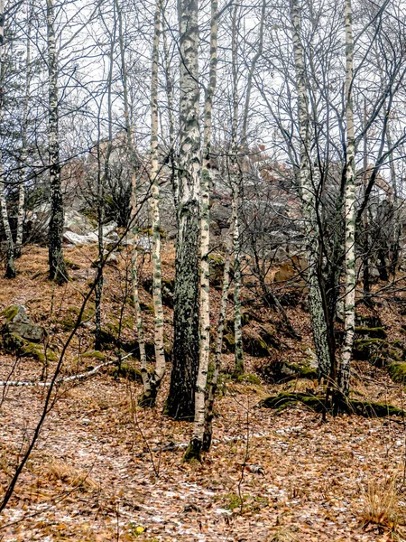 俄罗斯 Zlatoust Taganay国家自然公园 岩石缝隙中生长着树木 — 图库照片
