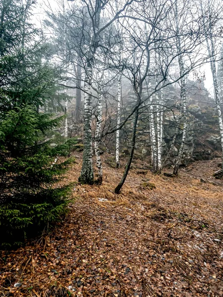 Drzewa Deszczowej Mglistej Jesiennej Pogodzie Ekologicznym Szlaku Kompleksu Turystycznego Semibratka — Zdjęcie stockowe