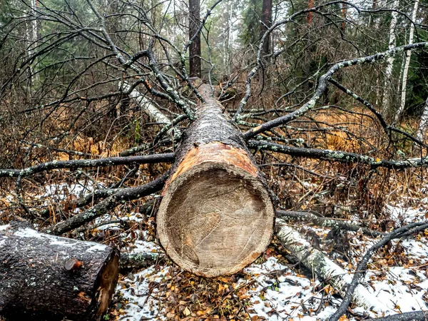 Gezaagde Stam Van Een Gevallen Oude Boom Het Bos Jaarlijkse — Stockfoto