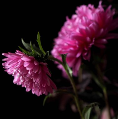 Siyah arkaplanda parlak, pembe bir fonda, yumuşak odak