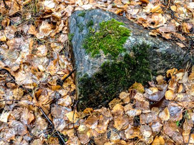 Taşlar sonbahar ormanında yosunla kaplanmış.