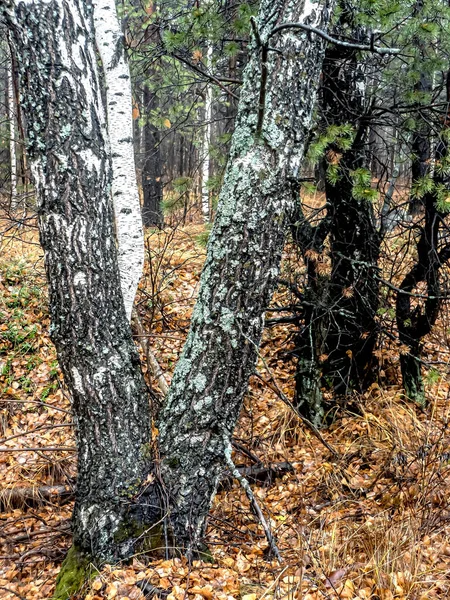 Drzewa Deszczowej Mglistej Jesiennej Pogodzie Ekologicznym Szlaku Kompleksu Turystycznego Semibratka — Zdjęcie stockowe