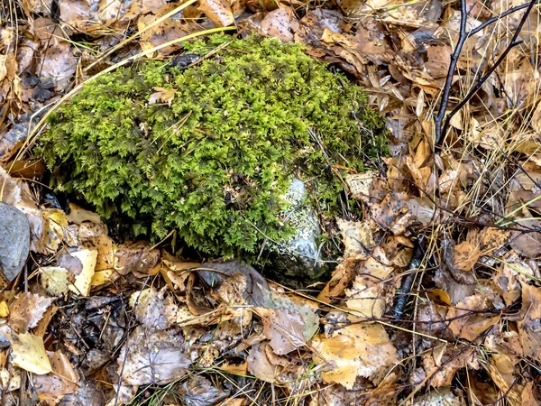 Pietre Ricoperte Muschio Nella Foresta Autunnale — Foto Stock