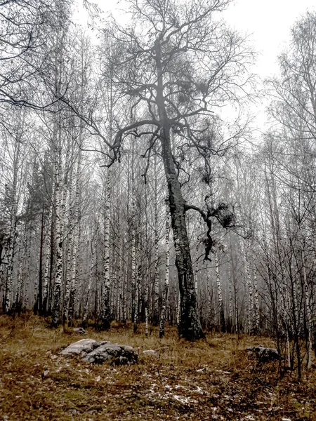 Baum Mit Vielen Vogelnestern Auf Kahlen Zweigen Herbst Südural Russland — Stockfoto