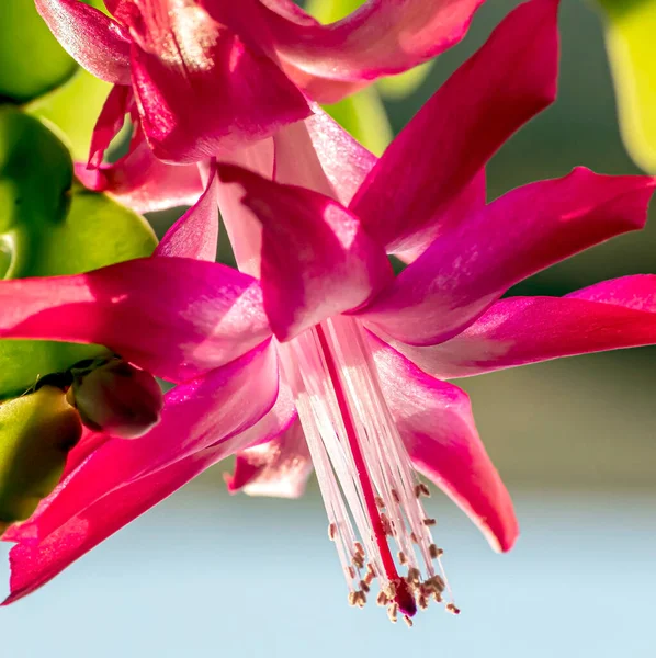 Pink Christmas cactus blooms on the windowsill — Stock Photo, Image