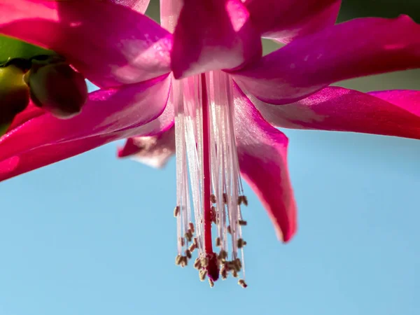 Розовый рождественский кактус цветет на подоконнике — стоковое фото