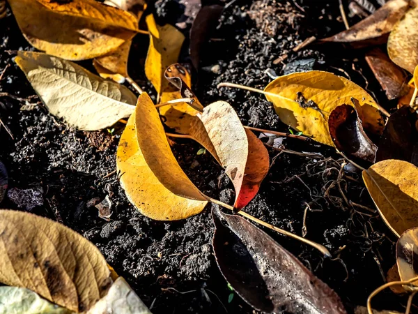 Colorful autumn leaves on the bare ground — Stock Photo, Image