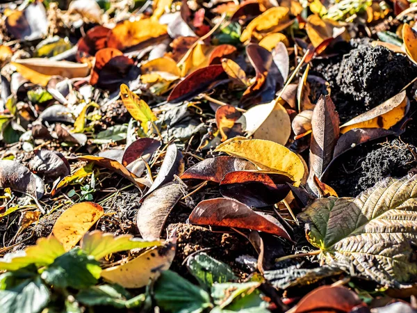 Colorful Autumn Leaves Bare Ground Macro — Stock Photo, Image