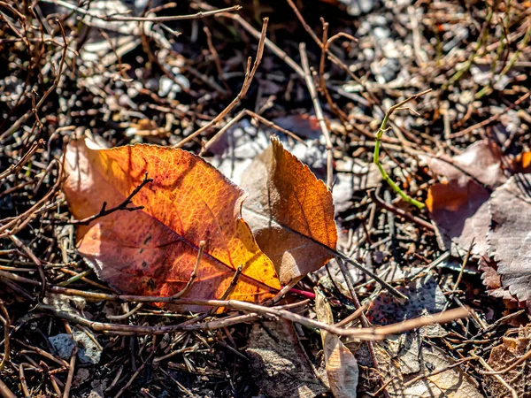 Colorful Autumn Leaves Bare Ground Macro — Stock Photo, Image