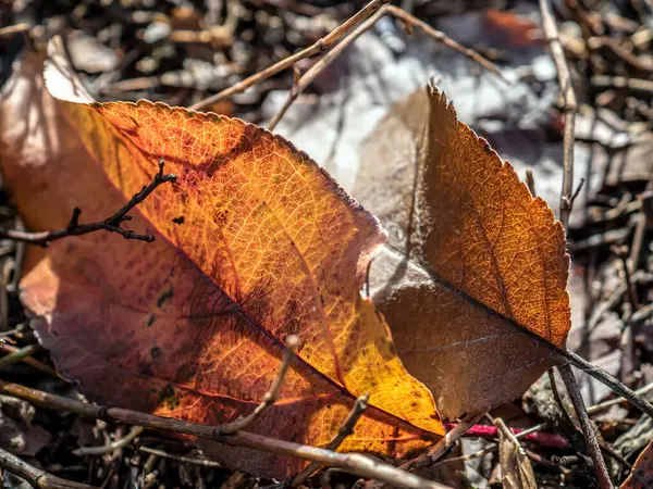 Барвисте осіннє листя на голій землі — стокове фото