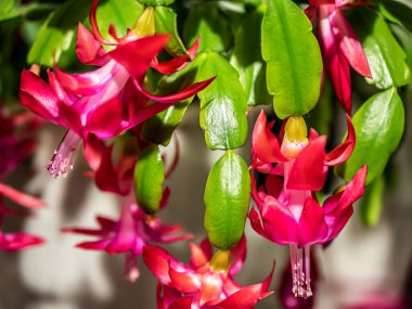 pink Christmas cactus blooms on the windowsill clipart