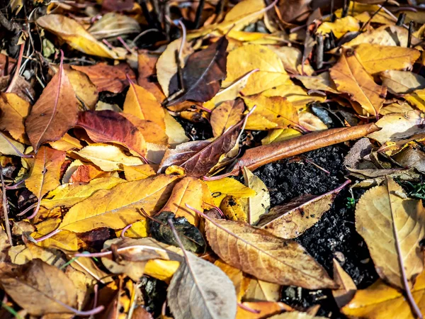 Colorful autumn leaves on the bare ground — Stock Photo, Image