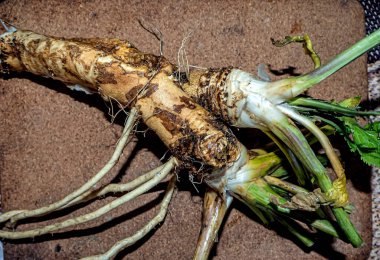 freshly washed for cooking the root of horseradish, a plant with the Latin name Armoracia rusticana