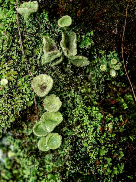 Indah Hutan Lichen Dengan Nama Latin Cladonia — Stok Foto