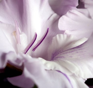 Taze açık mor gladiolus, narin taç yaprakları, makro, dar odak alanı