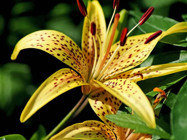 Helder Delicate Gele Tijgerlelie Tuin Tegen Achtergrond Van Wazig Natuurlijk — Stockfoto