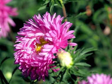 Sabah güneşinin altında, bahçede yumuşak, mor bir traktör tomurcuğu.