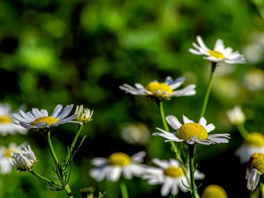 Sabah bahçesinde narin beyaz papatyalar. Belirsiz bir doğal arka planda.