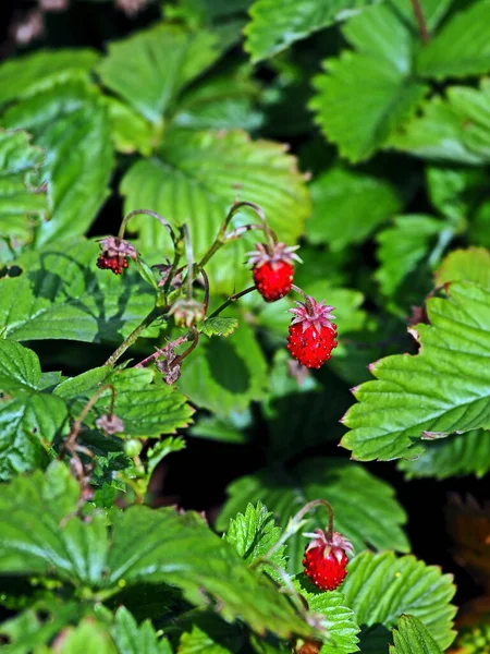 Rode Rijpe Tuin Aardbeien Een Struik Tuin — Stockfoto