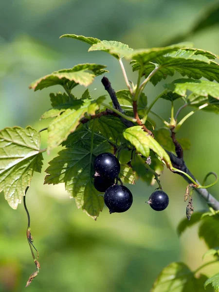 Schwarze Johannisbeere Reift Einem Strauch Von Der Sonne Erleuchteten Garten — Stockfoto