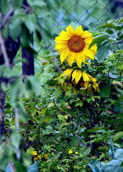 Желтый Яркий Цветущий Подсолнух Саду Освещенном Солнцем — стоковое фото