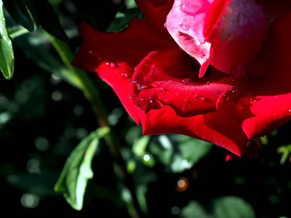 Zarte Rosenblätter Mit Morgentautropfen Garten Ein Enger Brennpunkt — Stockfoto