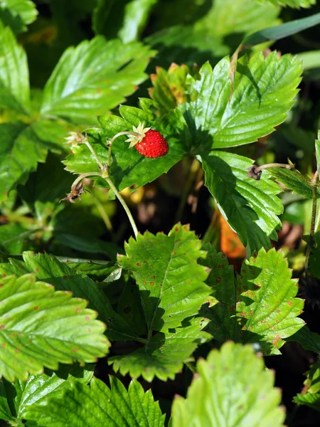 Rode Rijpe Tuin Aardbeien Een Struik Tuin — Stockfoto