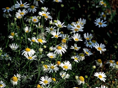 Sabah bahçesinde beyaz papatyalar, makro